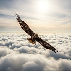 Fototapeta premium eagle in the sky