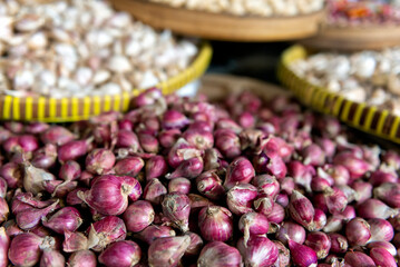 Trays of elephant garlic and common garlic