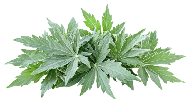 Green leaves of mugwort (artemisia vulgaris), a medicinal and culinary herb, isolated on transparent background.