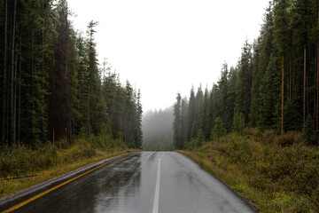 Looking down a rain soaked road surrounded with evergreen trees and a transparent sky
