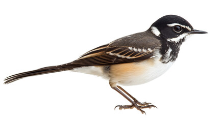 Fototapeta premium Side view of a wagtail bird in full color isolated on transparent background, ideal for birdwatching enthusiasts and nature-themed design projects.