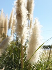 grass and sky