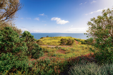 Landscape of the point along a coastal section of Southern California during a large bloom in Springtime with an ocean background
