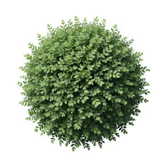 Naklejka premium Overhead View of Lush Green Bush with Transparent Background