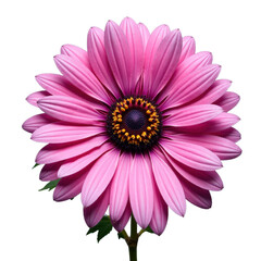 Obraz premium Pink Daisy Flower with Transparent Background