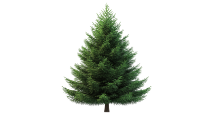 Fir tree with green leaves and brown trunk isolated on transparent background.
