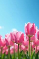Fototapeta premium Pink tulip cluster, clear azure sky, bright spring scene, spring, sun, plant