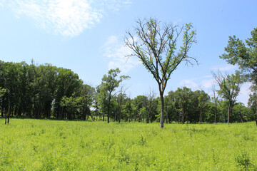 Fototapeta premium Single tall tree with few leaves in a field at Somme Prairie Nature Preserve in Northbrook, Illinois