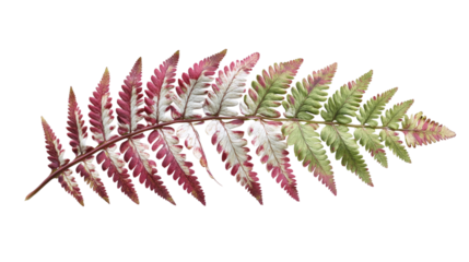 Japanese painted fern leaves png isolated on transparent background - a beautiful and hardy ornamental plant with silver, red, and green foliage.