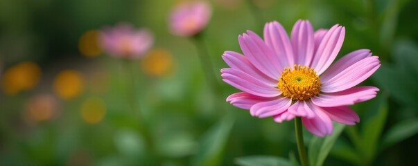 Obraz premium Single Marguerite daisy, fully opened, showcasing fine details , photography, floral