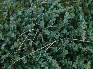 green plant on the rocks