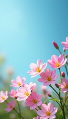 Fototapeta premium Soft pink and white flowers against a bright blue Spring celebratory scene , arrangement, blossom, event