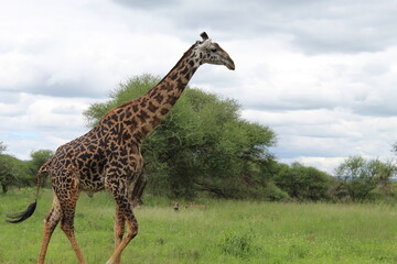 A towering giraffe strides through the African savanna under cloudy sky, captured from a low angle to highlight its height and grace