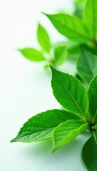 Vibrant green leaves, crisp detail, white backdrop, stock, summer, visual