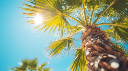 Fototapeta premium A stunning araffe palm tree with sunlight filtering through its lush green leaves, creating a serene and vibrant atmosphere in nature.