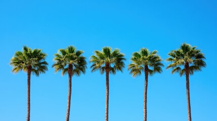 Obraz premium A beautiful scene featuring giraffe palm trees silhouetted against a vibrant blue sky adorned with fluffy white clouds.