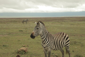 Close-up of a zebra standing in the African savanna, with another zebra grazing in the distance. Captured under a cloudy sky