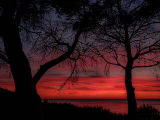 Dramatic sky over the ocean horizon causes a silhouette of Winter trees causing a deep contrast look between the two
