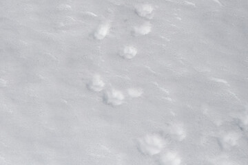 Dog tracks on snow during spring conditions.