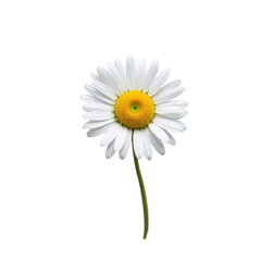 Naklejka premium Isolated Daisy Flower with Transparent Background