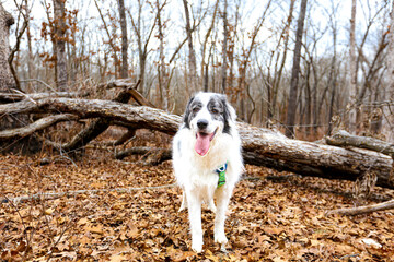 White Great Pyrenees stands in front of sparse autumn brush, its thick, fluffy coat glowing in the crisp outdoor air. Scattered red, orange, and golden leaves dot the ground and bare branches