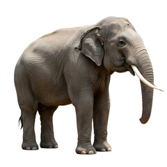 Obraz premium Majestic Asian Elephant Standing Isolated Black Background Wildlife Photography Zoo Gray Beast Large