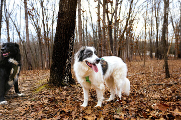 White Great Pyrenees stands in front of sparse autumn brush, its thick, fluffy coat glowing in the crisp outdoor air. Scattered red, orange, and golden leaves dot the ground and bare branches