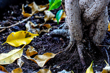 close-up of beautiful autumn leaves by strong bonsai fig tree trunk roots on soil. nature dirt and braided ficus bark texture background graphic element for creative design projects. zen backdrop.