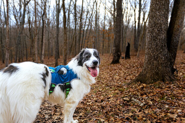White Great Pyrenees stands in front of sparse autumn brush, its thick, fluffy coat glowing in the crisp outdoor air. Scattered red, orange, and golden leaves dot the ground and bare branches