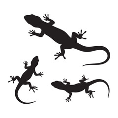 Fototapeta premium Silhouette set of Lizard on white background