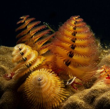 Christmas tree worm with 4 spiraling crowns of radioles