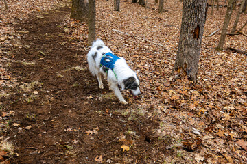 White Great Pyrenees stands in front of sparse autumn brush, its thick, fluffy coat glowing in the crisp outdoor air. Scattered red, orange, and golden leaves dot the ground and bare branches