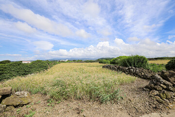 밭과 하늘이 어우러진 논밭 풍경 제주도 제주시 한림읍 귀덕리 영등할망 밭담길