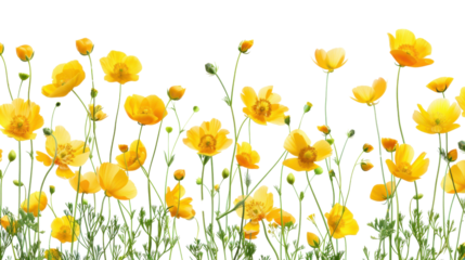 Yellow california poppy flowers growing on transparent background