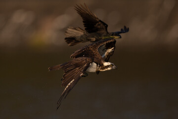 The beautiful flight characteristics of Osprey and White-bellied Sea-eagle in Thailand.