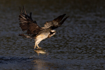 The beautiful flight characteristics of Osprey and White-bellied Sea-eagle in Thailand.