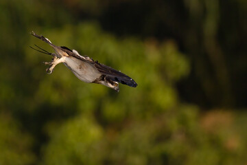 The beautiful flight characteristics of Osprey and White-bellied Sea-eagle in Thailand.
