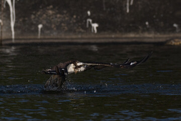 Naklejka premium The beautiful flight characteristics of Osprey and White-bellied Sea-eagle in Thailand.