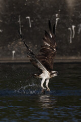 The beautiful flight characteristics of Osprey and White-bellied Sea-eagle in Thailand.