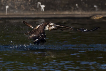 The beautiful flight characteristics of Osprey and White-bellied Sea-eagle in Thailand.