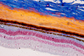 Pathology and Histology Tissue of Mammals under microscope.