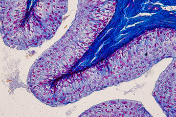 Pathology and Histology Tissue of Mammals under microscope.
