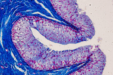 Pathology and Histology Tissue of Mammals under microscope.
