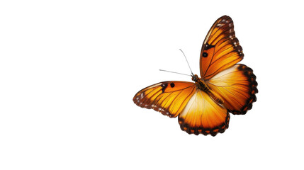 Orange butterfly flying with transparent background
