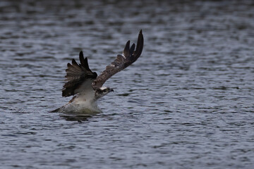 The beautiful flight characteristics of Osprey and White-bellied Sea-eagle in Thailand.
