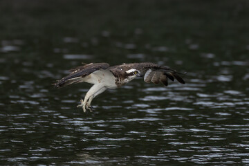 The beautiful flight characteristics of Osprey and White-bellied Sea-eagle in Thailand.