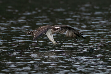 The beautiful flight characteristics of Osprey and White-bellied Sea-eagle in Thailand.