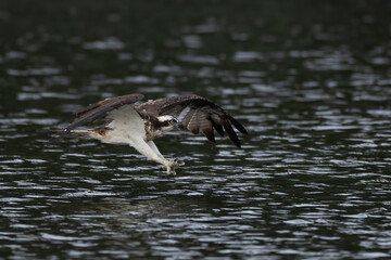 The beautiful flight characteristics of Osprey and White-bellied Sea-eagle in Thailand.