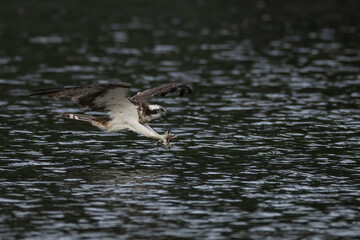 The beautiful flight characteristics of Osprey and White-bellied Sea-eagle in Thailand.