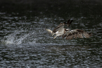 The beautiful flight characteristics of Osprey and White-bellied Sea-eagle in Thailand.